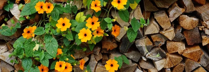Orange Blumen an Holzstapel